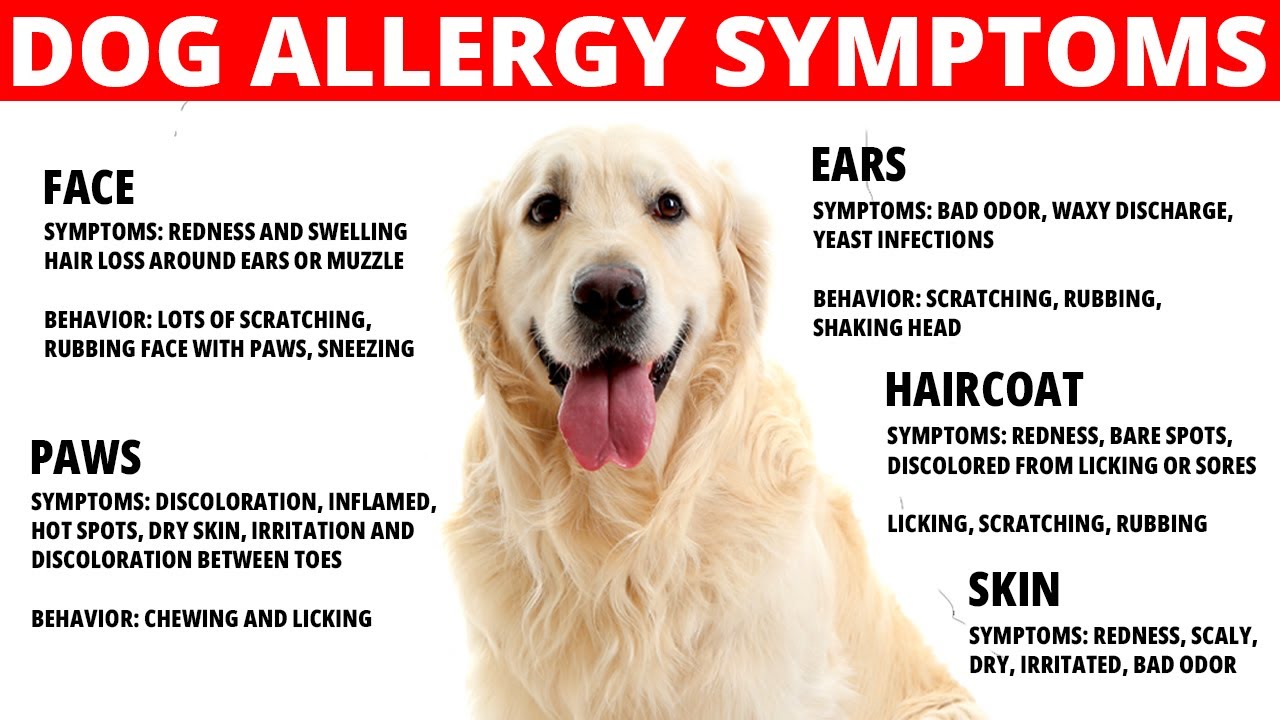 can you outgrow dog allergies