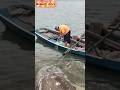 monster air tawar ini datang secara tiba tiba #amazing #fishingnet #shorts