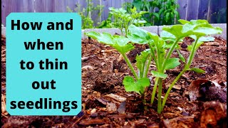 How to thin seedlings - How, When, and Why you should delay