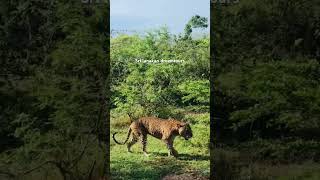 Sri Lanaka Yala National Park