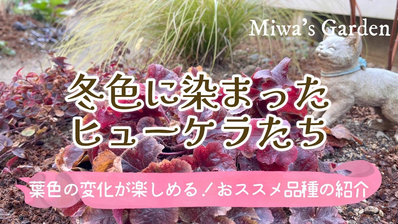 【ヒューケラでシックな冬庭🍁】葉色の変化が楽しめる！おすすめ品種＊日陰でも育つカラーリーフ/ガーデニング/冬の手入れと株分け・挿し木苗その後
