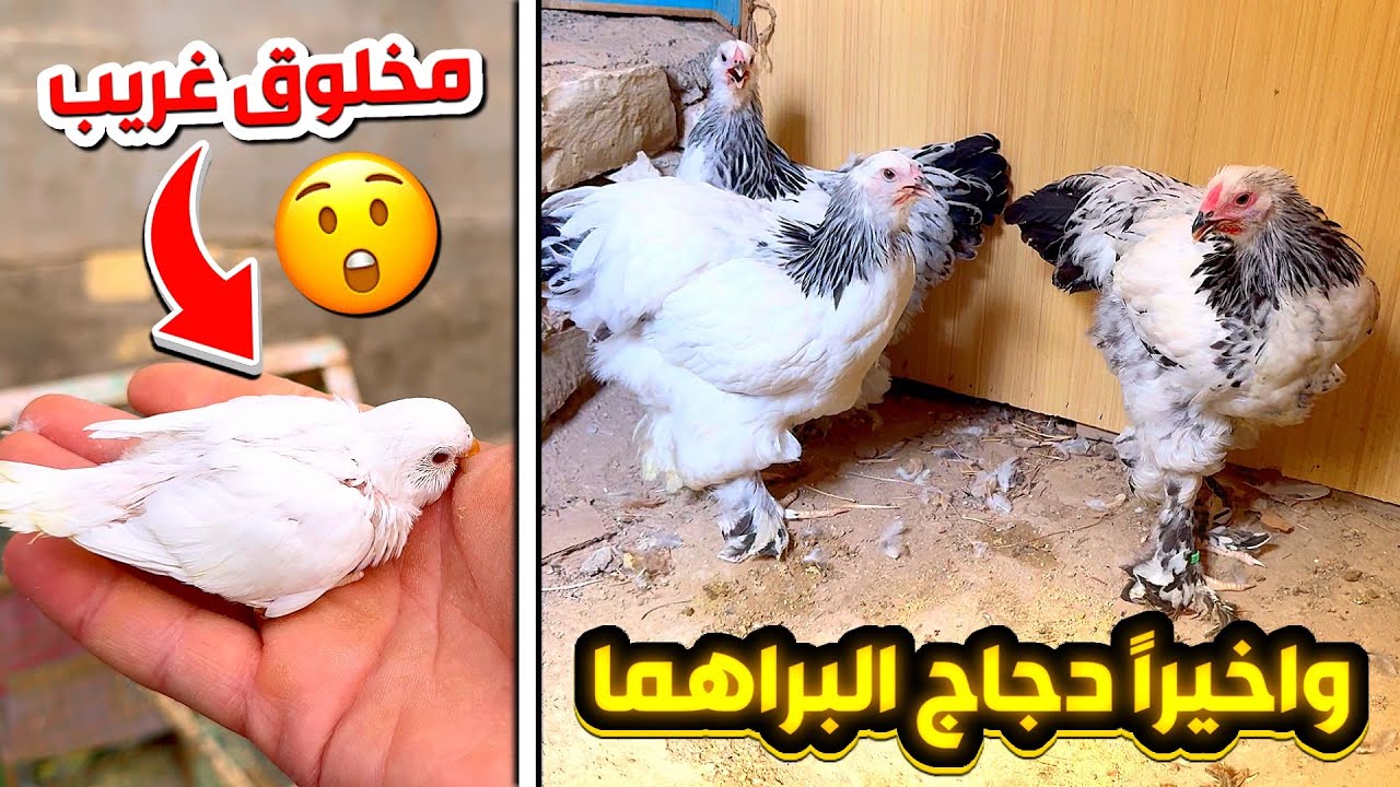 طير ال100 الف مشترك😍دجاج البراهما العملاق