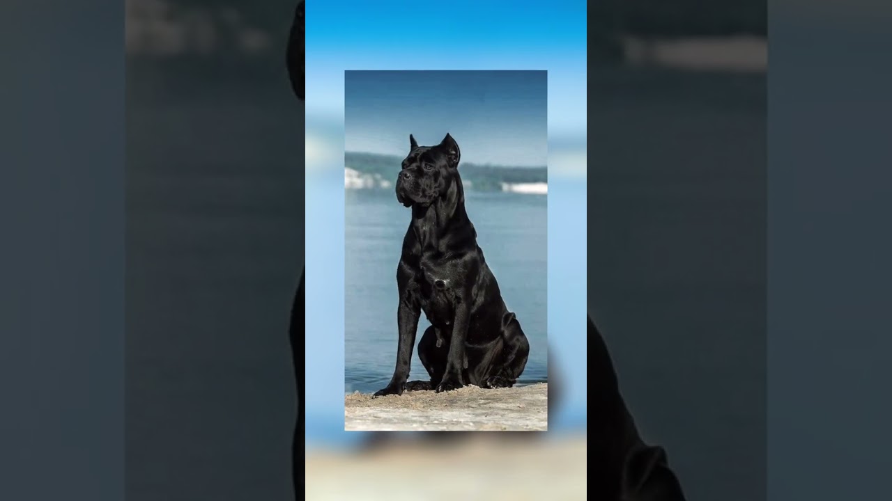 Wallpapers for your phone, cane corso edition🔥