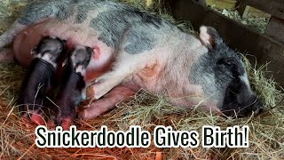 Our Mini Pig Snickerdoodle Struggles to Give Birth to Piglets - First Time Farrowing at The Fig Farm
