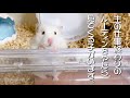 仕事終わりのルーティン♪ハムスターこなつ♪