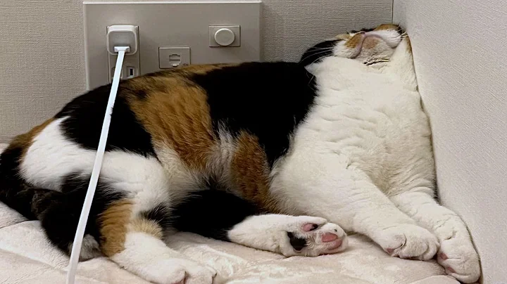 Video 1983121: pets funny animals compilations, funny pets compilation cute, pets animals funny laugh, pets hilarious funny, adorable cats dogs