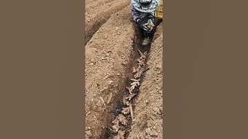 Ide Cerdas Kreatif Proses Menanam Jahe Menggunakan Metode Unik dan Simpel #shorts