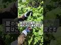 夏のきゅうり栽培、実はこれが一番大変です