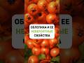 Облепиха и ее невероятные свойства #здоровье #правильноепитание #облепиха