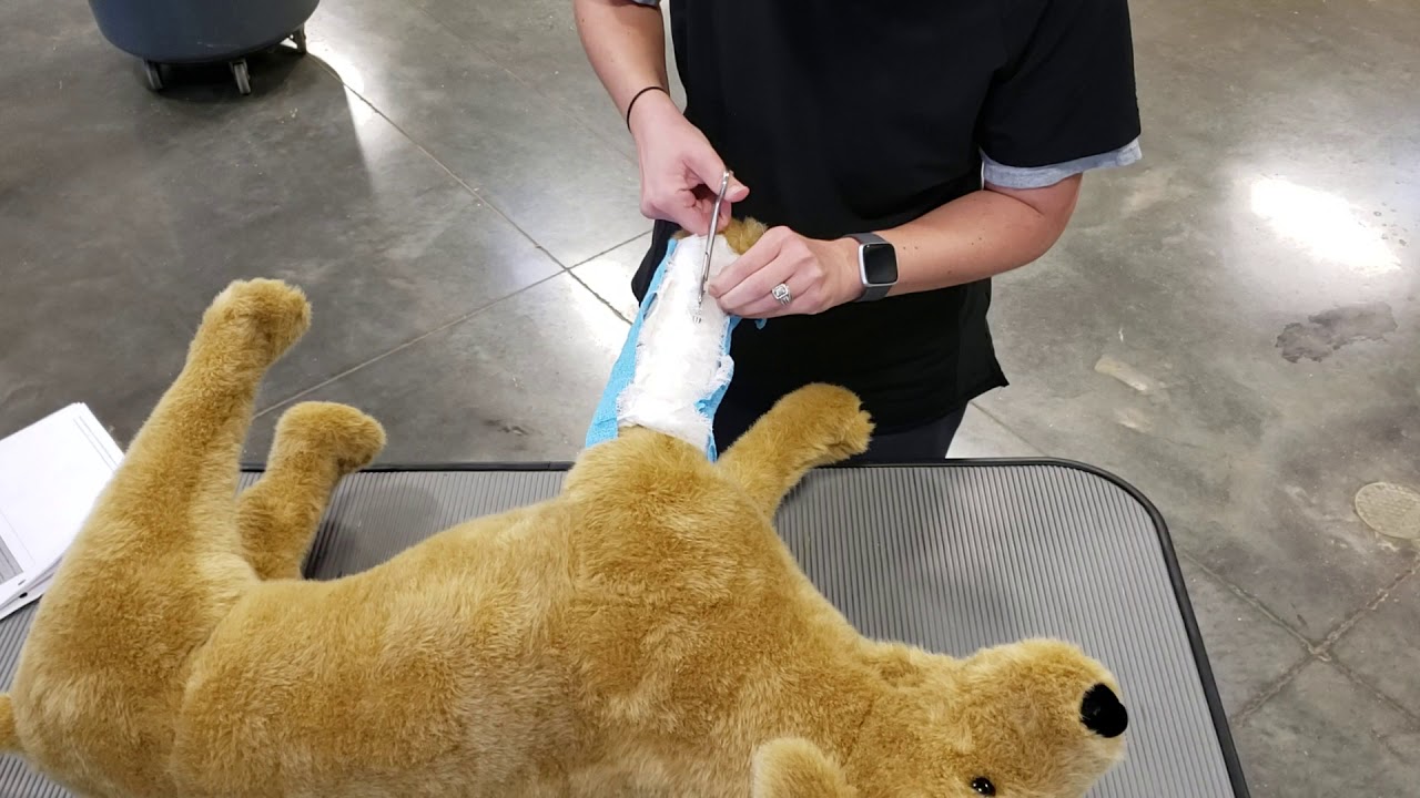Vet Science CDE Bandage Removal YouTube vet-science-cde-bandage-removal-youtube