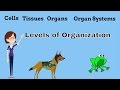 Levels of Organization in Multicellular Life