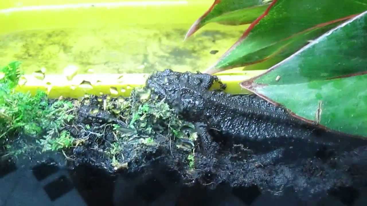 ziegler's crocodile newt HaGiang