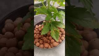 Week two. Bubble buckets. Barney's farm genetics
