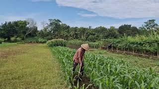 No Expensive Machines Needed – This Simple Tool Turns Dry Land Super Loose!  -Agriculture Farming Wealth