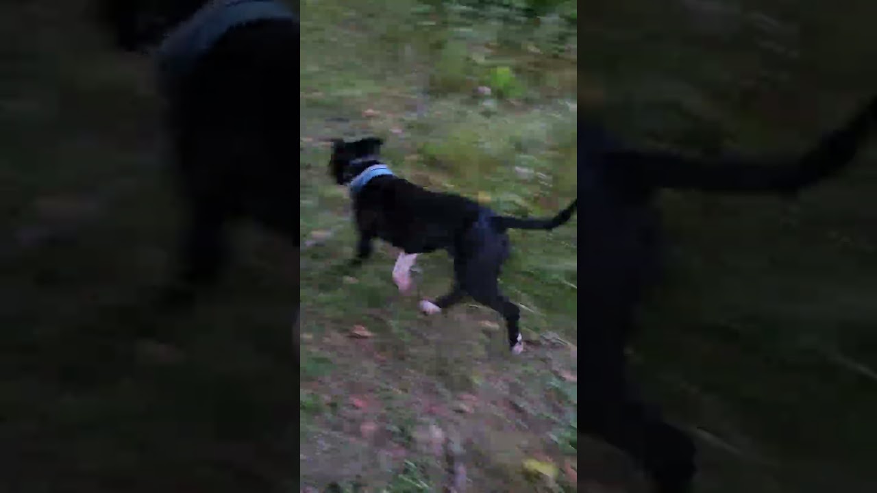 Staffordshire Bull Terrier looking for rats