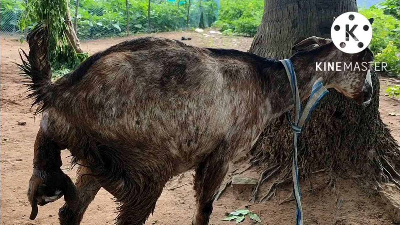 Goat dystocia. Difficulty of birth livestockagriofficial 