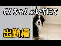 0歳2ヶ月の大型犬!どんちゃんのいちにち【出勤編】