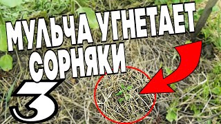 Зачем нужна мульча ? мульча угнетает сорняки !!