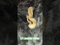 1.0 Lavender Albino #lavender #albino #lavenderalbino #snake #reptiles #breeding #python #pets #male