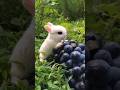 #automation #rabita #animalstory #viral #rabitavlog #cockroach #cleverrabbit #rabita #viralshorts