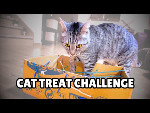 This Treat Box Is Driving My Cat Crazy