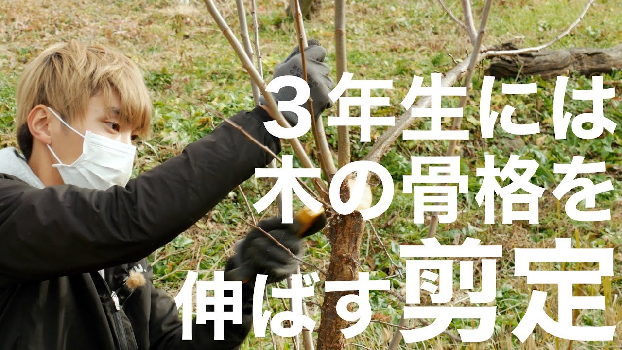 【わりと重要】すももの若木３年生の剪定 -初心者向け-
