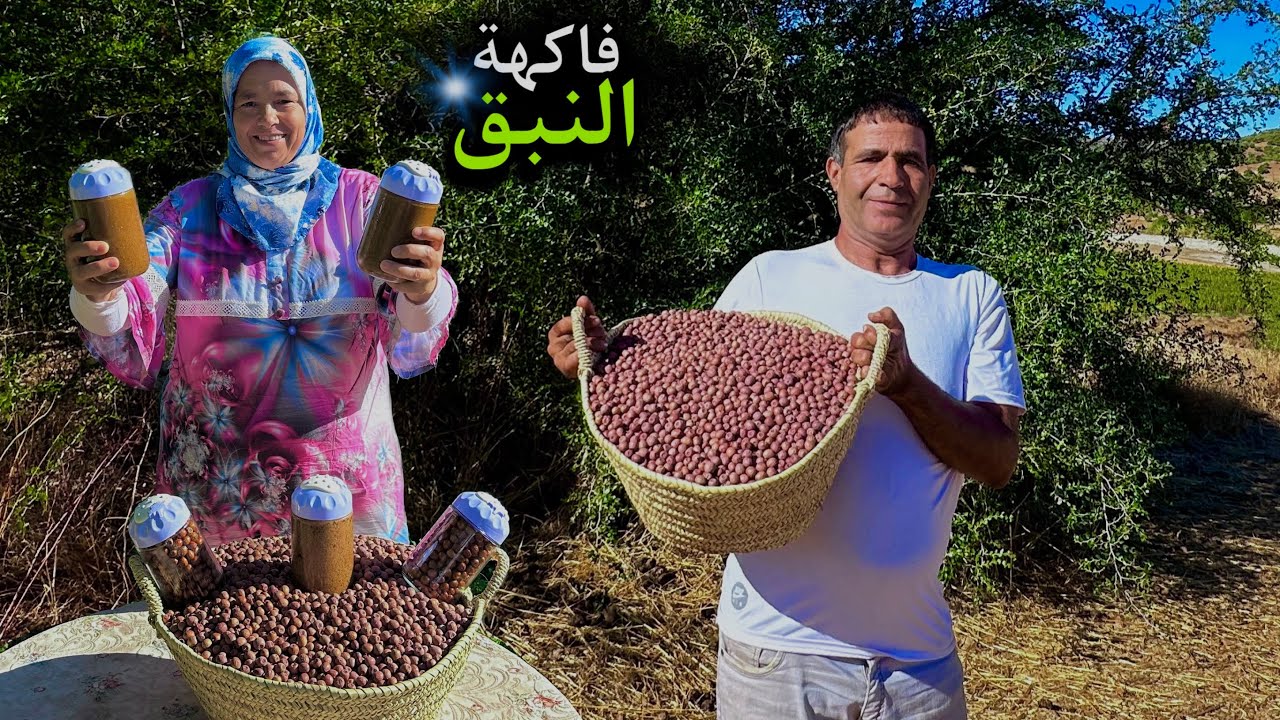 جني النبق من شجرة السدر لتحضير أملو صحي بمواد طبيعية