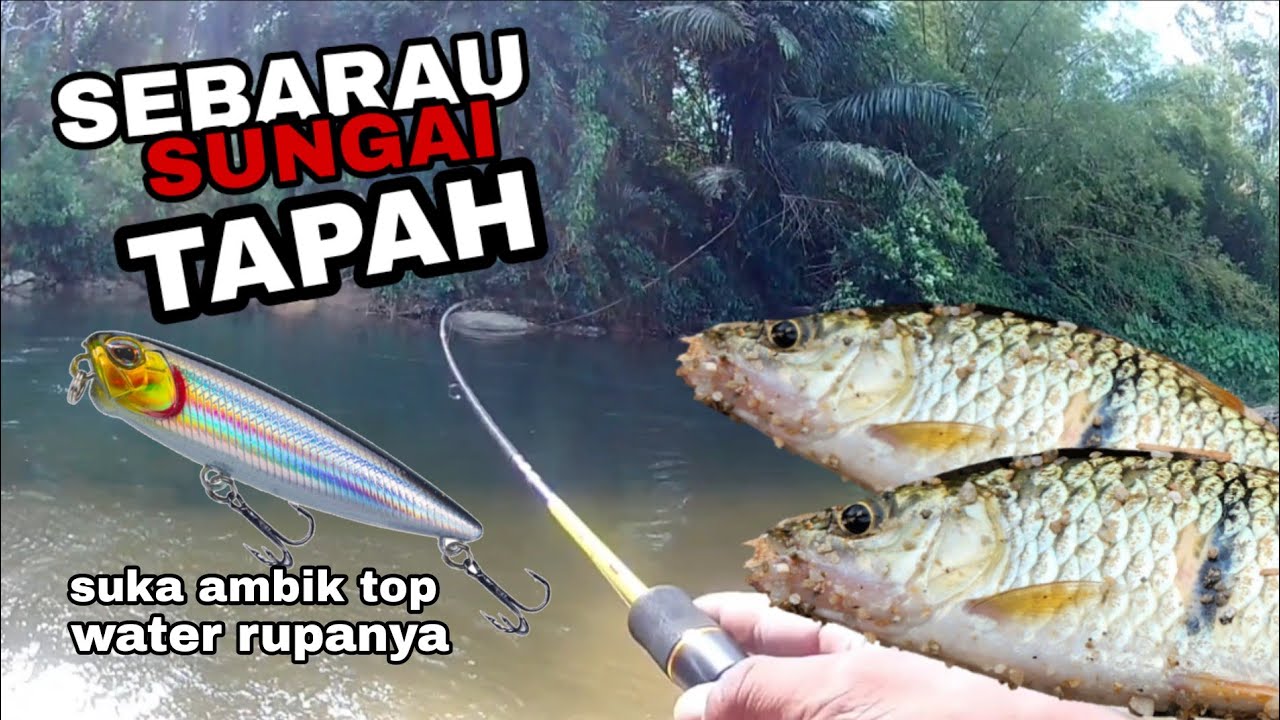 tak sangka SEBARAU sungai tapah suka ambik umpan top water || sungai batang padang || @adyflychannel