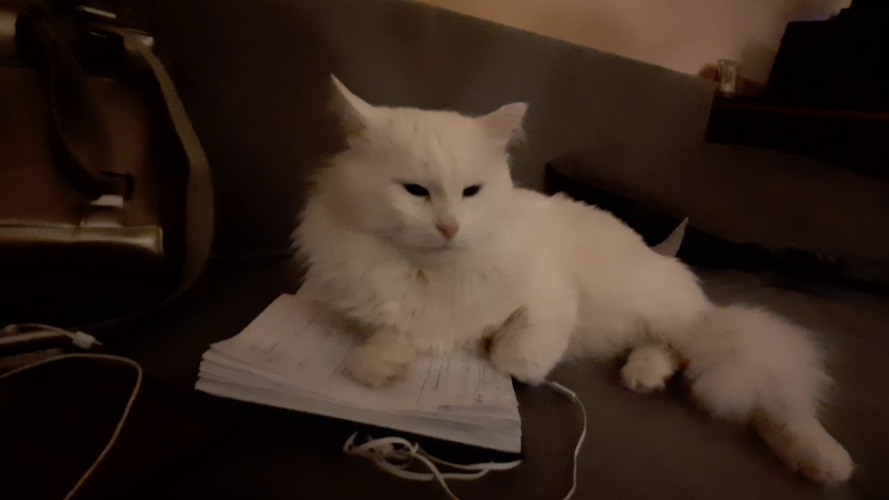 Классическая турецкая ангора - YouTube