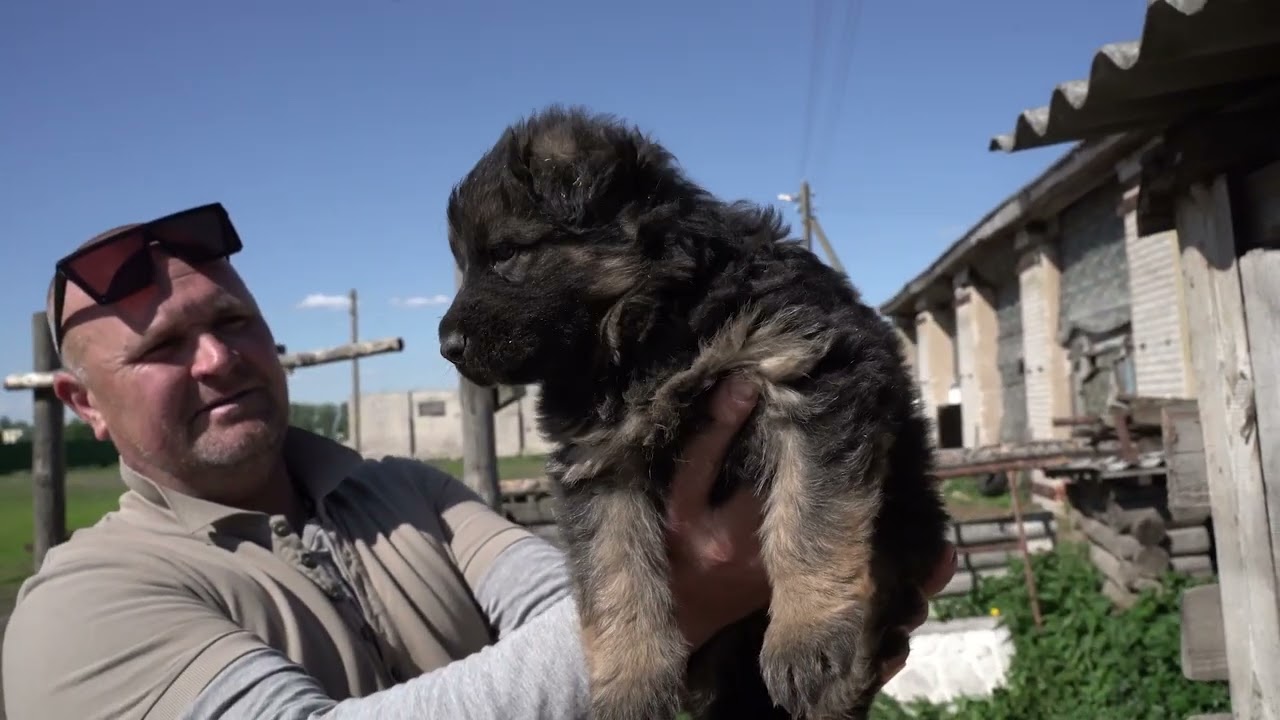 Кони в Полоцке