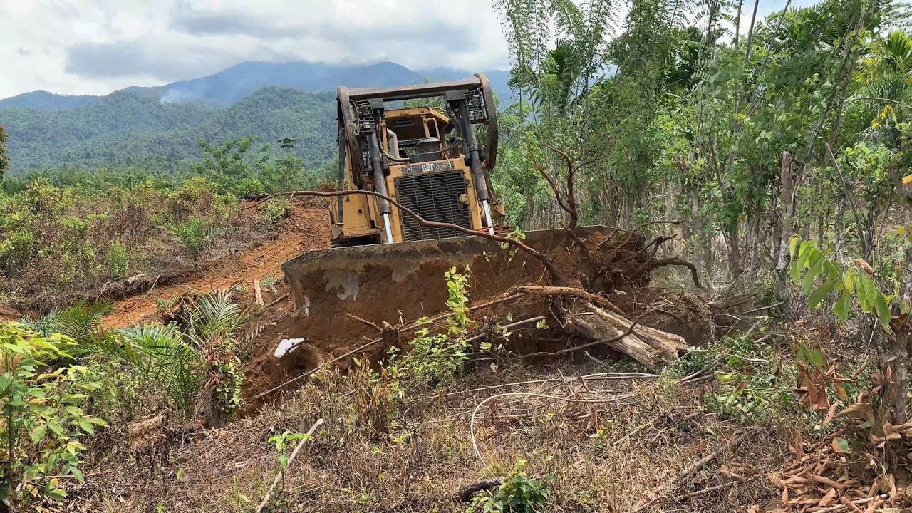 Bulldozer D6R XL Answers Opening Roads in Mount Oil Palm Plantation