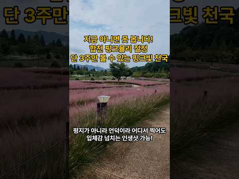 지금 아니면 못 봅니다! 합천 핑크뮬리 절정 단 3주만 볼 수 있는 핑크빛 천국 #부산근교 #부산여행 #핑크뮬리
