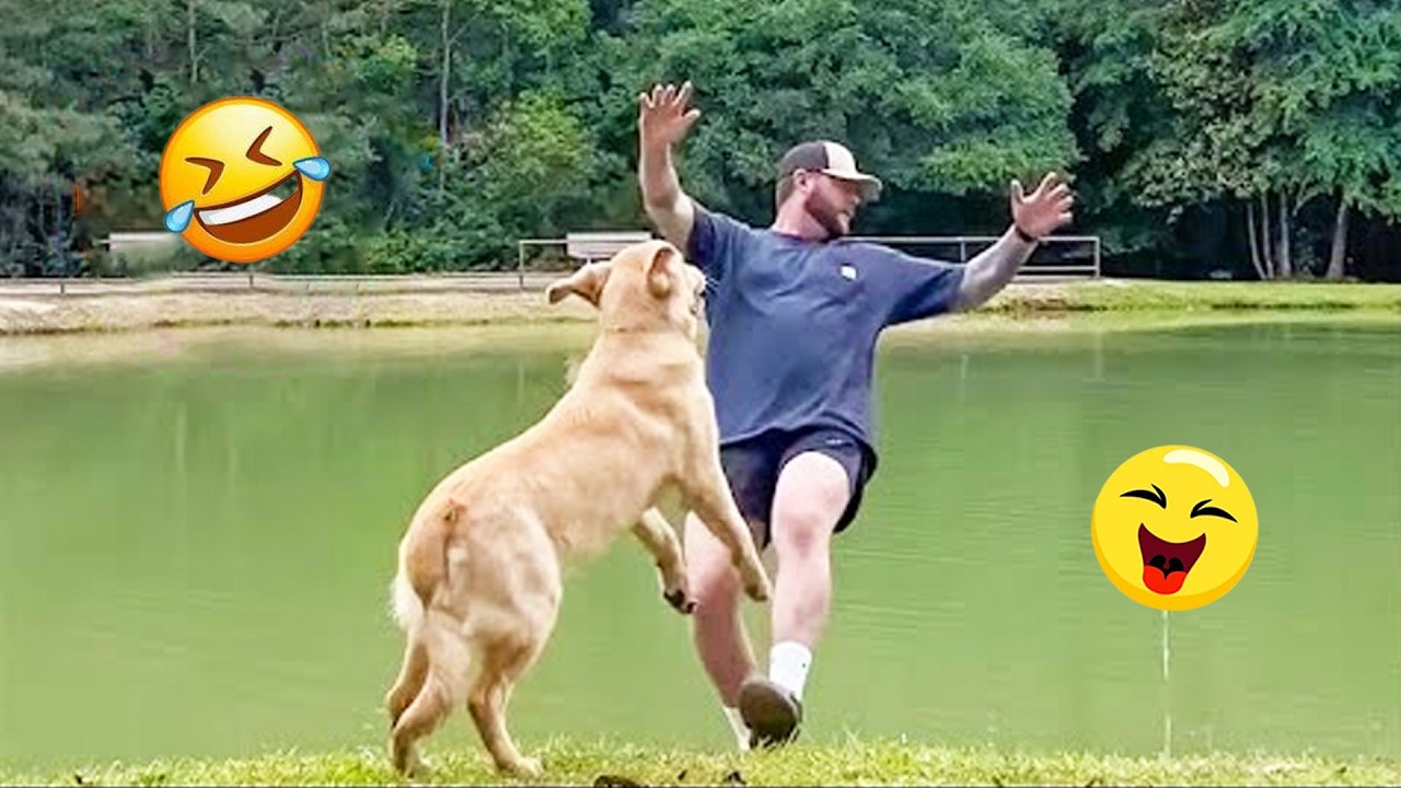 You Will Laugh So Hard Watching These Dogs 😂🐶 Best Funny Dog Moments ...
