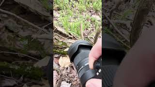 A Little Bit Of A Macro Lens? Sigma 18-50 F2.8