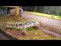 FEEDING MONITOR LIZARDS BEEF! | SOME GO CRAZY!