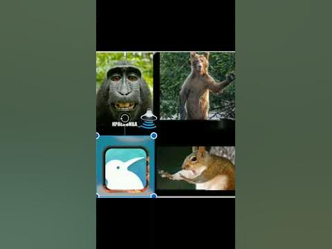 смешные аватарки - YouTube