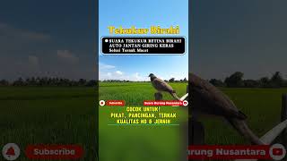 Suara Panggilan Tekukur Betina Birahi Memanggil Jantan  Pancingan Ampuh Untuk Ternak tekukur