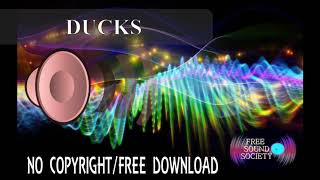 Ducks Quack Free Sound Effects no Copyright