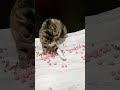 ASMR😺🌈🐾Satisfying Cat Reverse Magic#shorts#cat #beads #asmr #satisfyingasmr