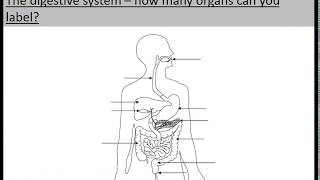 Science Week 4 Lesson 2 Human Body