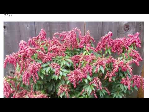 Video: Pieris