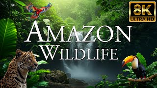 Amazon Wildlife 8K ULTRA HD | Rainforest Sounds With Animals | Amazon Jungle