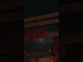 محمدعبده محمد عبده سير علينا ياهوى قمرا