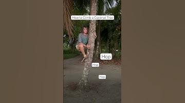 How to climb a coconut tree