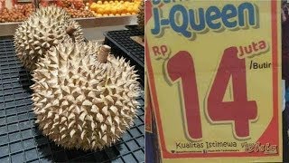 VIRAL!! Sebuah Durian J-Queen Seharga 14 Juta Rupiah | Apasih Keistimewaan Durian J-Queen