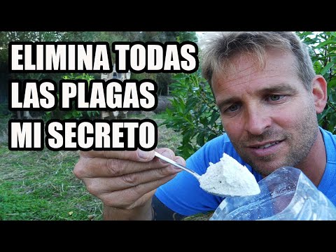 Video: ¿La tierra de diatomeas mata los insectos cuando está mojada?