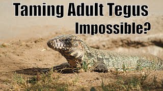 Tegu Taming Secrets Revealed for Juvenile and Adult Tegus (Part 1)