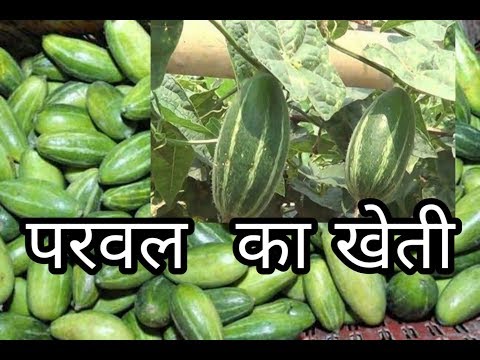 परवल की खेती करने का सरल तरीका/Parwal ka kheti