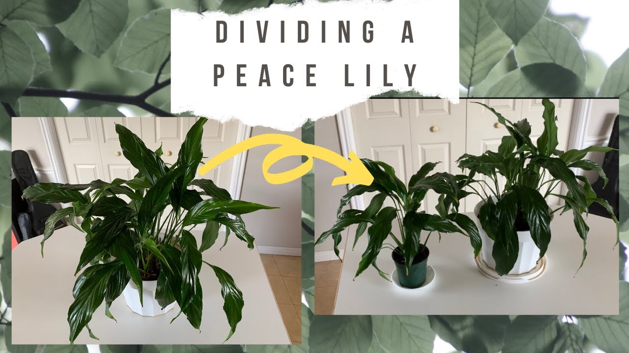 Peace Lily Propagation For Beginners