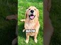 Golden Retriever Tries to Act Like a Cat… You Won’t Believe This!